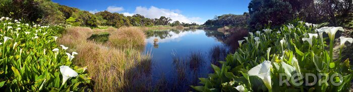 Sticker  Arbres dans le parc national
