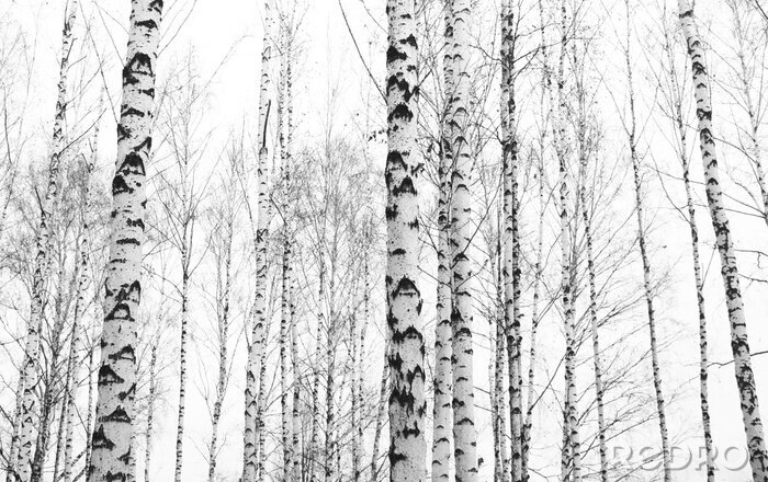 Sticker  Arbres de bouleaux en noir et blanc dans la forêt