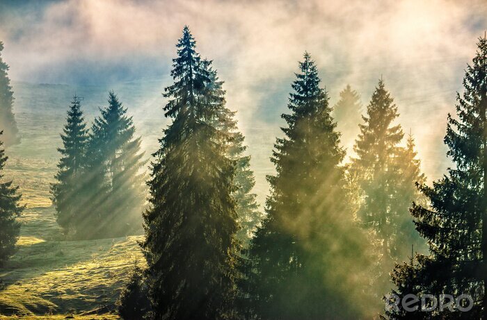 Sticker  Arbres de Noël par une journée ensoleillée