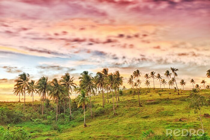 Sticker  Arbres exotiques