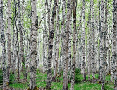 Arbres noirs et blancs dans une forêt