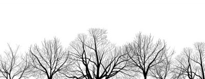 Sticker  arbres nus branches isolées sur blanc