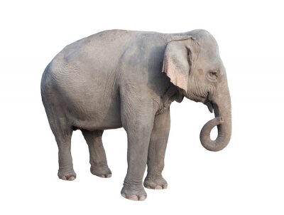 Sticker  asie éléphant