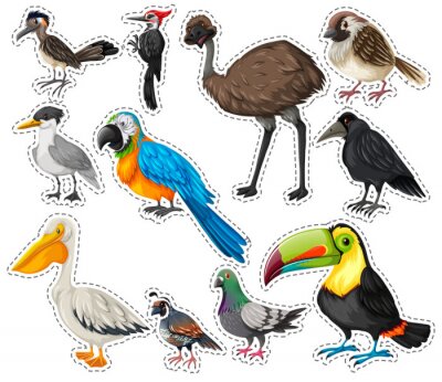 Sticker  Autocollant, ensemble, beaucoup, Oiseaux