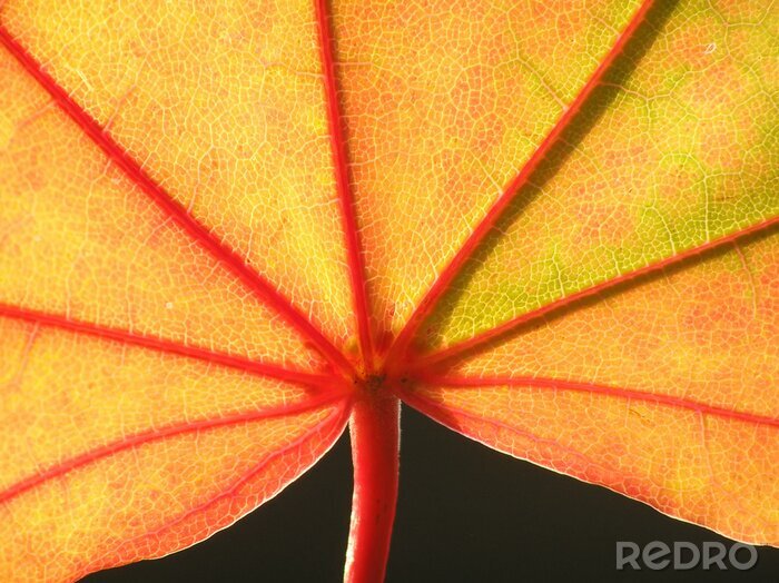 Sticker  automne feuille d'érable