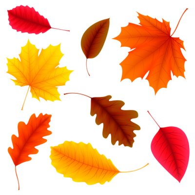 Sticker  Autumn Leaves Set