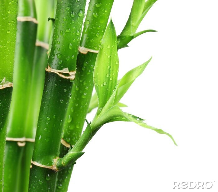Sticker  Bambou en gouttes d'eau