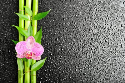Bambou et orchidée sur fond noir