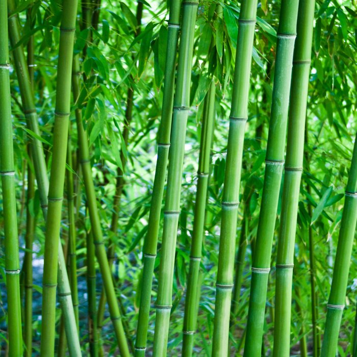 Sticker  Bambou naturel