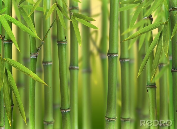 Sticker  Bambou vert dans la forêt