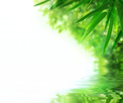 Bambous au bord de l'eau