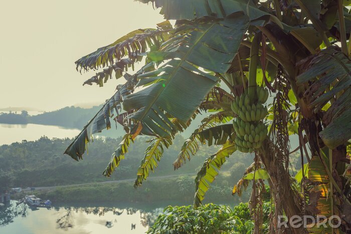 Sticker  Bananes poussant sur un palmier sous les tropiques