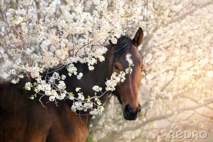 Sticker  Bay stallion portrait on spring blossom tree