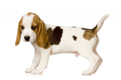 Sticker  Beagle en face de fond blanc