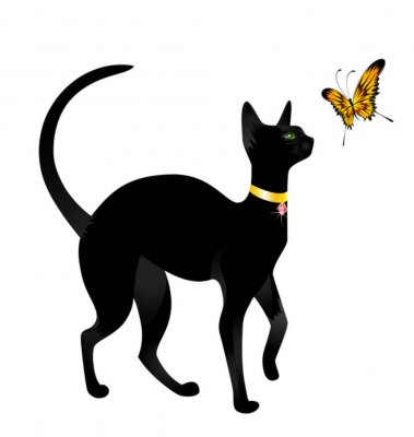 Beau chat noir sur un fond blanc avec le papillon