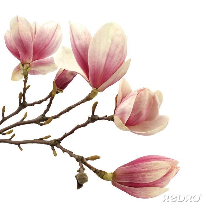 Sticker  Beaux magnolias