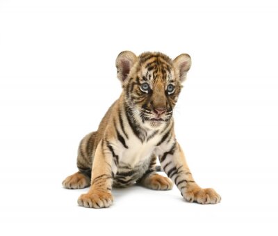 Sticker  Bébé tigre sur fond blanc