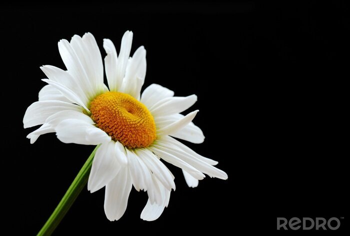 Sticker  Belle fleur marguerite