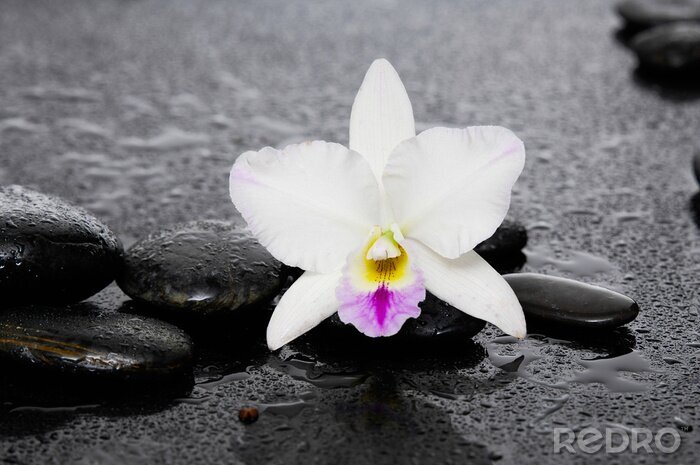 Sticker  belle orchidée blanche avec des pierres de thérapie