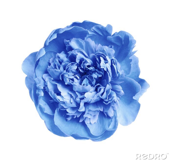 Sticker  Belle pivoine bleue
