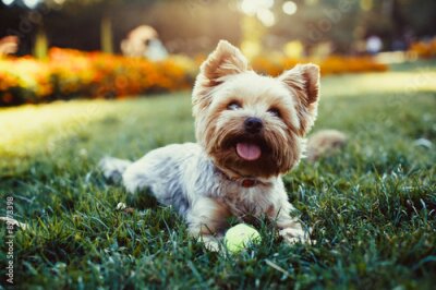 Sticker  Belle yorkshire terrier jouant avec un ballon sur l'herbe