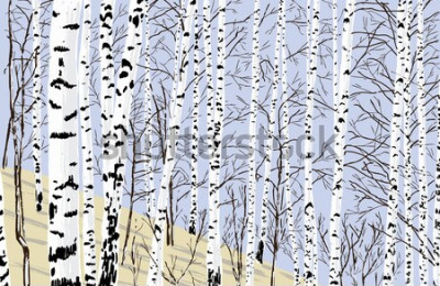 Sticker  birch grove in the spring