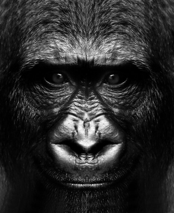 Sticker  black and white portrait of a gorilla monkey close up.