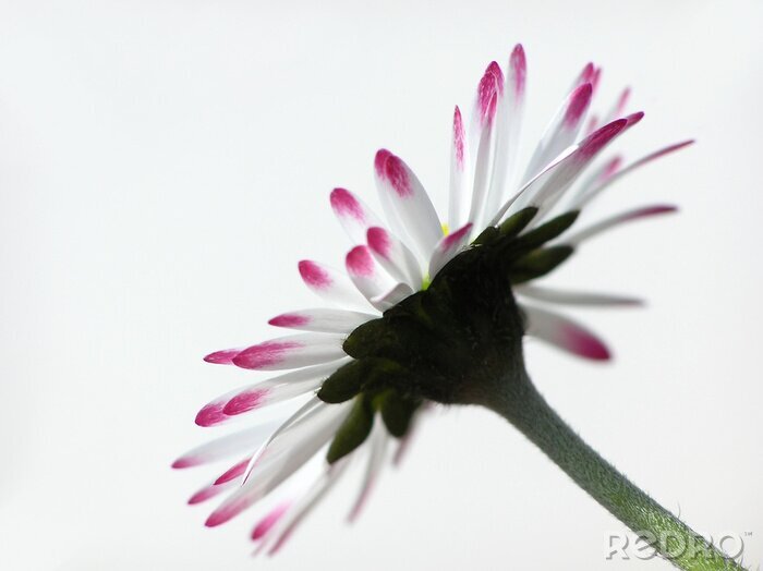 Sticker  blanc et rouge marguerite