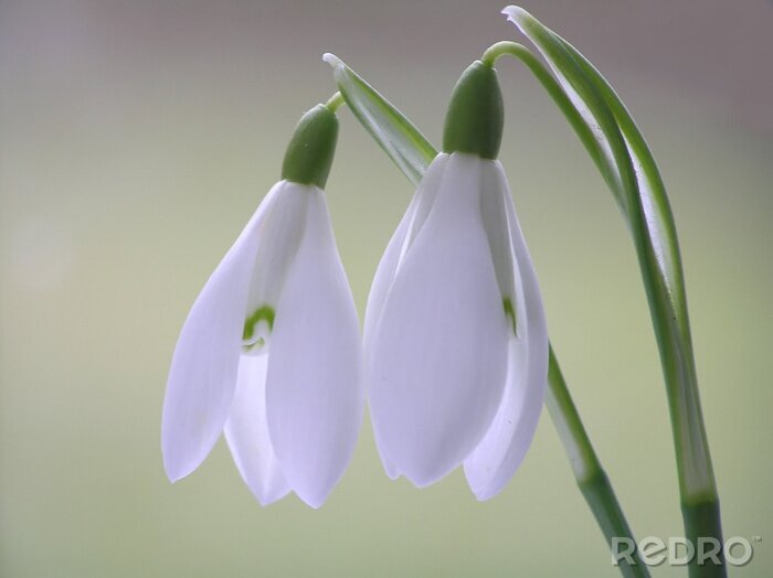 Sticker  blanc perce-neige