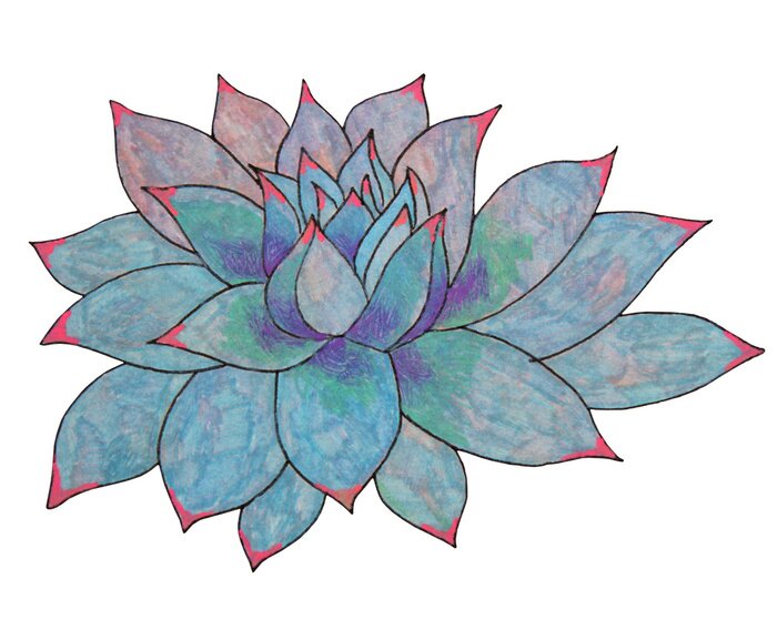 Sticker  Blue leaves succulent echeveria home plant isolated on white background. Art creative nature hand-drawn object for card, sticker, wallpaper, textile, wrapping, poster, florist, notebook