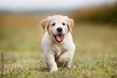 Sticker  Bonne chiot de golden retriever