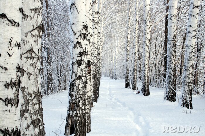 Sticker  Bouleau d'hiver