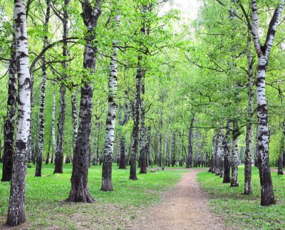 Bouleaux au bord du chemin