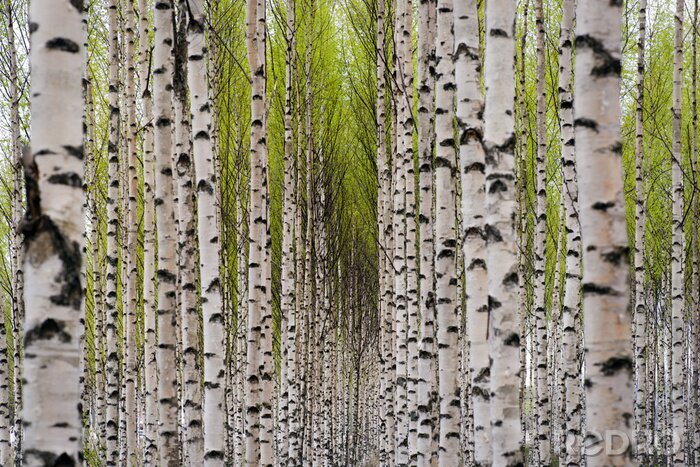 Sticker  Bouleaux dans l'allée