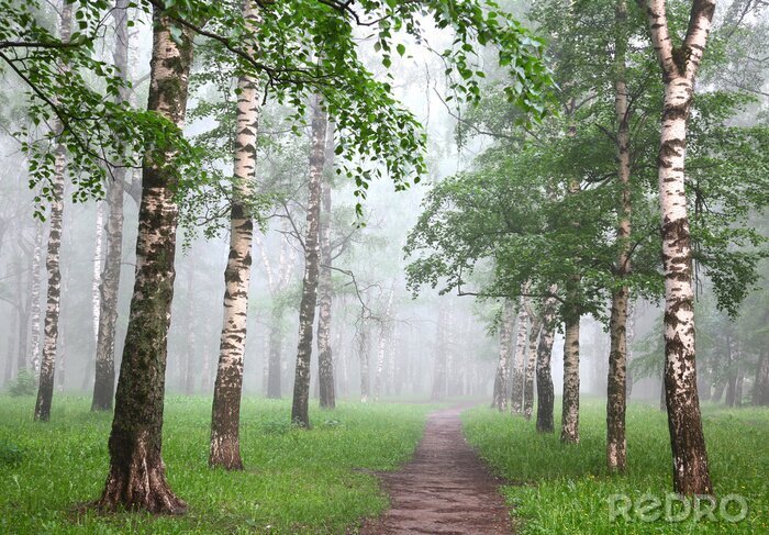 Sticker  Bouleaux dans la brume au printemps
