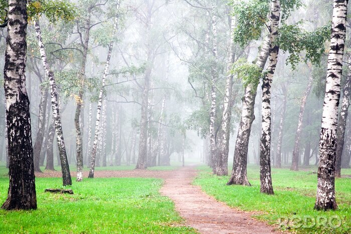 Sticker  Bouleaux dans la forêt