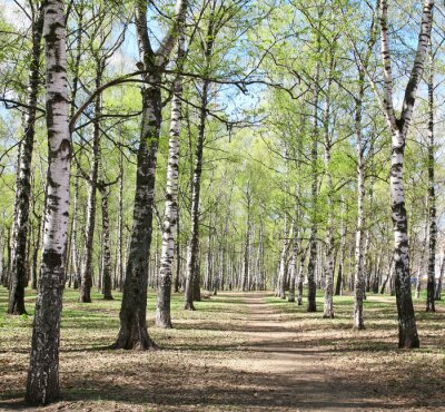 Bouleaux dans le parc 3D