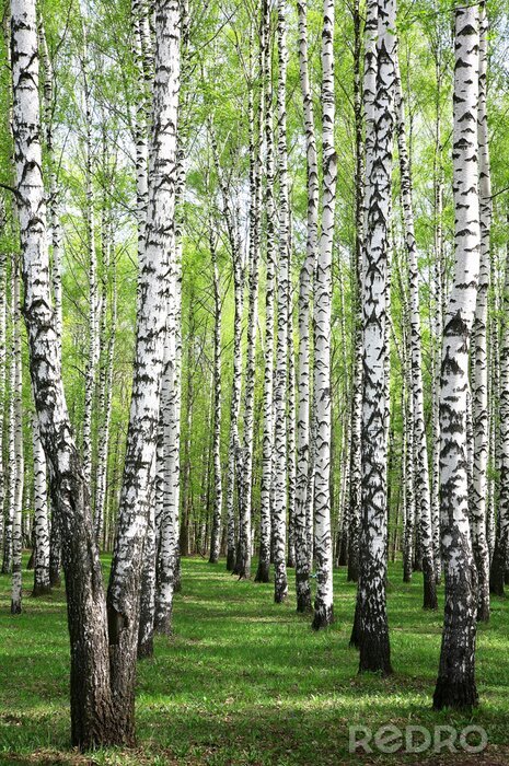 Sticker  Bouleaux de printemps dans le bosquet