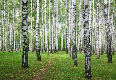 Bouleaux et feuilles sur l'herbe