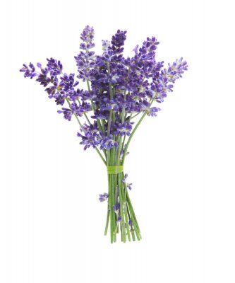 Sticker  Bouquet de lavande sur fond blanc