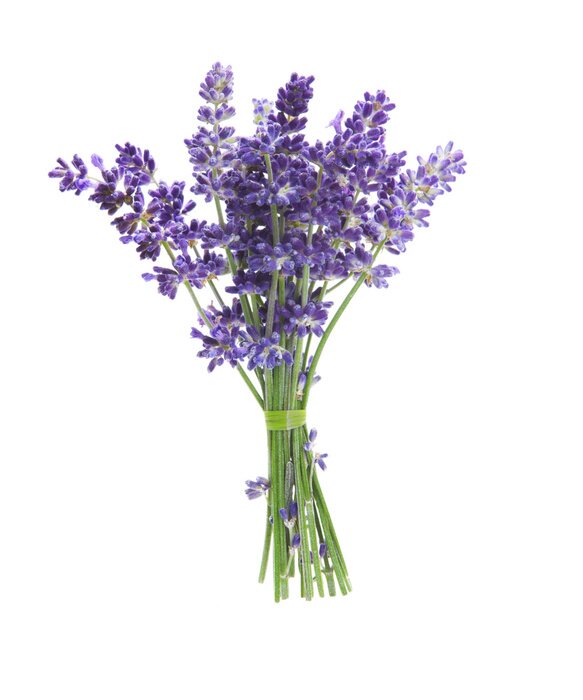 Sticker  Bouquet de lavande sur fond blanc