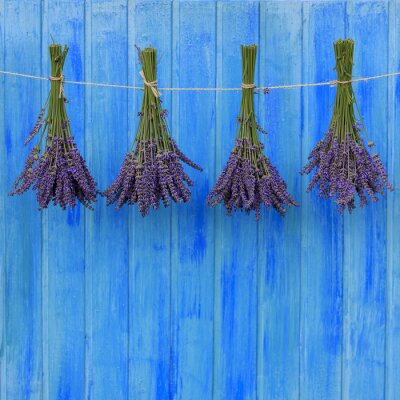 Sticker  Bouquets de lavande sur fond bleu