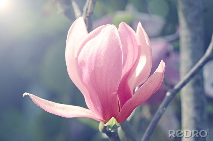 Sticker  Bourgeon de magnolia au soleil