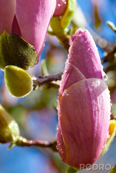 Sticker  Bourgeon de magnolia avec rosée du matin