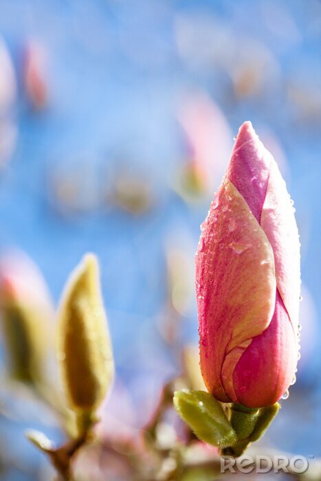 Sticker  Bourgeon de magnolia contre le ciel