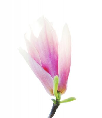 Sticker  Bourgeon de magnolia isolé sur fond blanc
