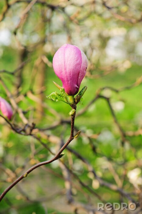 Sticker  Bourgeon de magnolia rose florissant