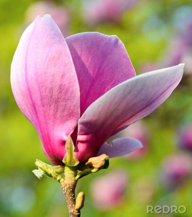 Sticker  Bourgeon de magnolia rose gros plan