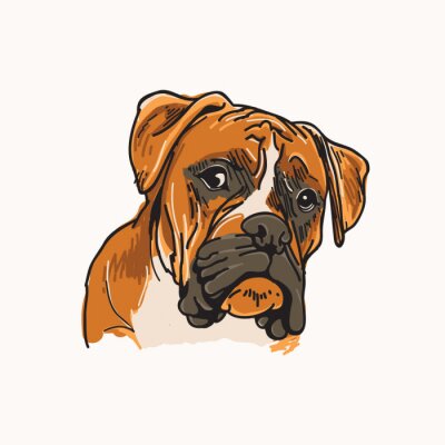 Sticker  Boxer, chien, vecteur, Illustration
