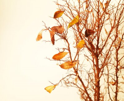 Sticker  Branche d'arbre d'automne